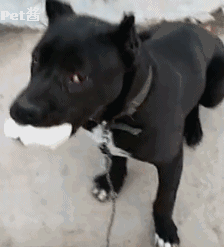 224_247gif 动态图 动图