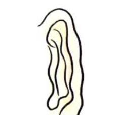 驴耳指的是耳朵长得厚实,轮廓分明,有垂珠,摸起来很柔软.