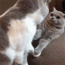 哈哈,猫界都开始虐狗了,单