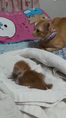 喵宝宝饿了,新手喵爸费了半天劲,叼着宝宝扔进了饭盆里