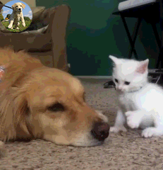 231_240gif 动态图 动图