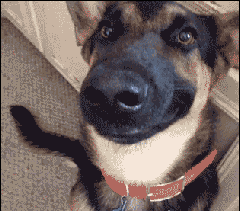 狗狗对你傻傻的笑,只有一部分人见过!