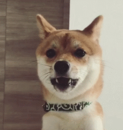 穿上主人亲手织的毛衣,忍不住开心的笑起来.一高兴就伸出舌头卖萌