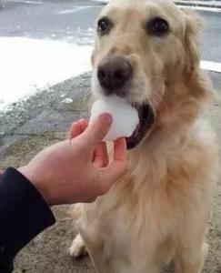 邻家小孩喂这东西给狗狗吃,不一会儿狗狗竟然口吐白沫倒地身亡!