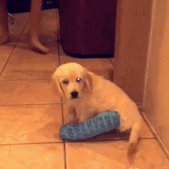 正文  因为爬上爬下被摔骨折,被主人带去宠物医院打了石膏,狗子看着