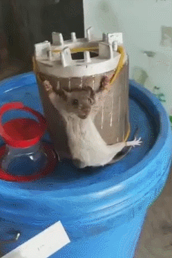 老鼠都吃被抓,可杀不可辱,绝对是只倔强的鼠!