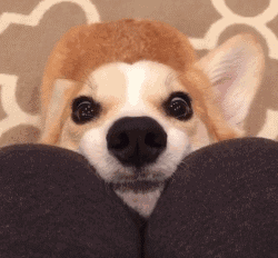 250_232gif 动态图 动图