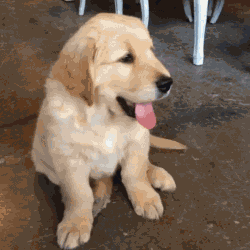 朋友们遇到这样的狗狗你还忍心打它吗?这表情,我都想跟它道歉!