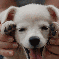 250_250gif 动态图 动图