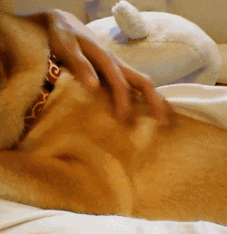 250_258gif 动态图 动图