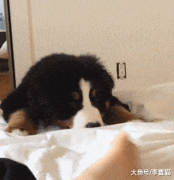 憨厚老实的大块头伯恩山犬小时候原来也是软萌的好奇宝宝