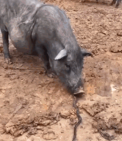 gif图集:这生日过的一辈子难忘,姑娘还想朋友给你庆生吗?