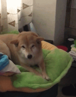 250_317竖版 竖屏gif 动态图 动图