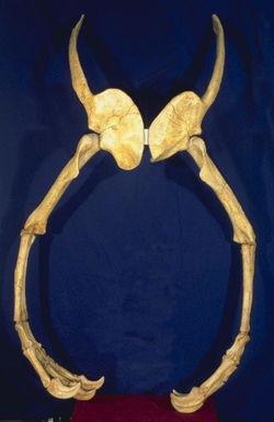 4米手臂和25厘米的巨爪