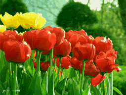 株 还有波斯菊,海棠花,孔雀草,多肉植物等 让人目不暇接花朵摇曳多姿