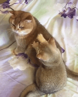 猫咪爪子一放一收给大佬按摩: 您还满意不? 加钟只要三条鱼干哦