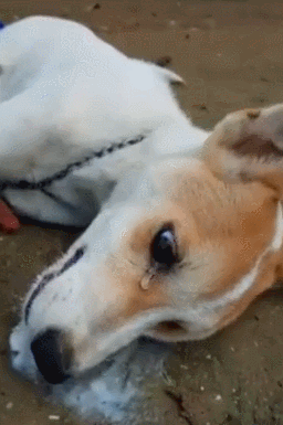 看到狗狗狗白沫又流眼泪,真有一种想哭的冲动,这一幕,传到网上之后.