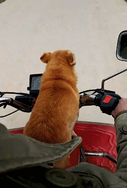 主人开摩托车带狗去玩,车速达80米每分,狗狗差点被吹飞