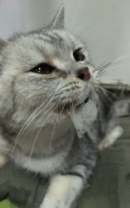 狗狗生病被灌苦药,瞬间口吐白沫,差点以为中毒了!