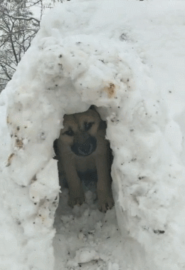 这次一只流浪的中华田园犬,外面正下着大雪,田园犬身处在荒山之中,没