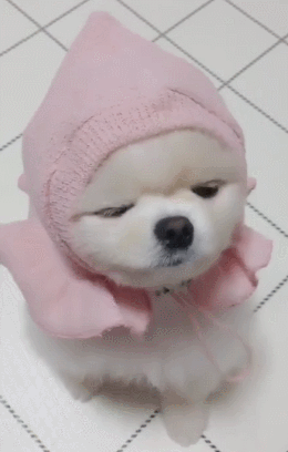 小狗戴上粉色帽子,来个扭头杀,萌萌的超可爱