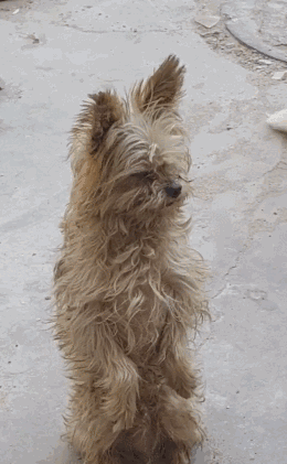 被抛弃后的泰迪学会了站立用来讨食面对这眼神你会施舍吗