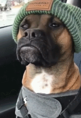 狗狗头戴个性帽子傲慢表情像某明星大家猜像谁