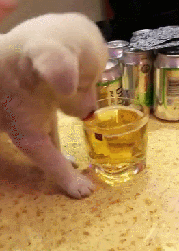 主人叫小狗代喝小狗拼命舔酒网友渣渣