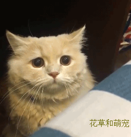 263_275gif 动态图 动图