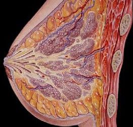 乳腺增生女人经期这一处竟会变大