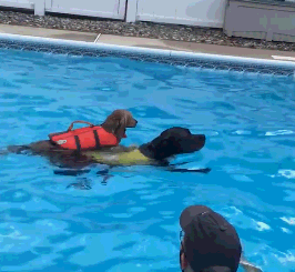 为帮助残疾狗弟弟进行水浴疗法,拉布拉多每天带它下水游泳!|拉布拉多|