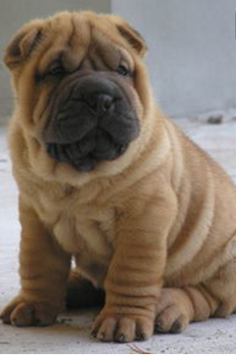 性格与长相截然相反的沙皮狗