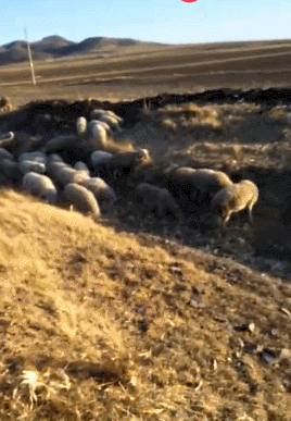 268_387竖版 竖屏gif 动态图 动图