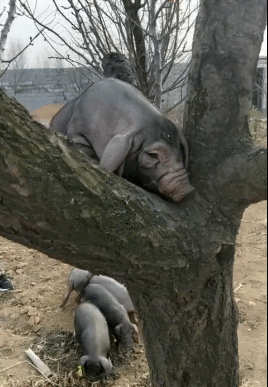 母猪会上树是种啥体验?摆拍的这些人可真会玩