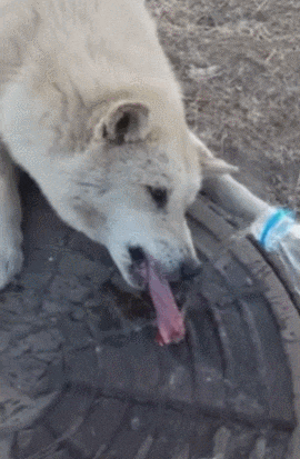 狗狗的舌头被冻井盖, 路人拿凉水抢救, 网友: 这件事情有蹊跷