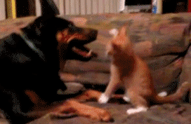 272_177gif 动态图 动图