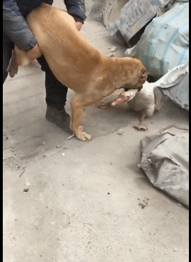 大鹅挑战狗狗的权威被狗狗咬住脖子主人都拉不开