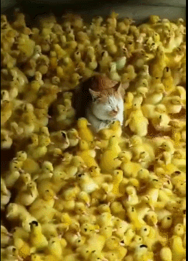 猫咪|小鸭|鸭子_新浪新闻