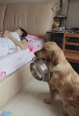 狗狗叼碗到床边讨吃碗落地的声音女主直接被吓醒过程好搞笑