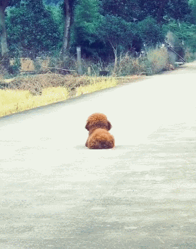 276_350竖版 竖屏gif 动态图 动图