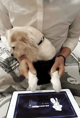 279_413竖版 竖屏gif 动态图 动图