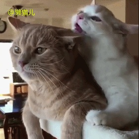 公猫被母猫咬得很痛,但还是自己隐忍着,喵都不喵一声,动图感受下!