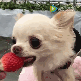 吉娃娃看到心爱的草莓后这表情也太浮夸了