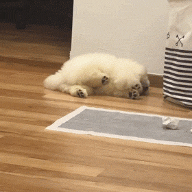 有爱的小短腿,毛茸茸的肉球松狮,有没人想抱抱!