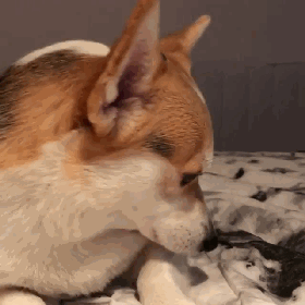 如此蠢萌的汪星人是不是已经萌到融化你的心了呢