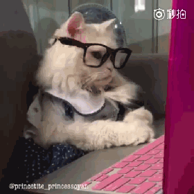 猫咪戴上眼镜后,好斯文,好帅气!感受下