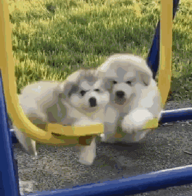 四只小阿拉一起荡秋千,吐舌卖萌的那只绝对是心机汪!