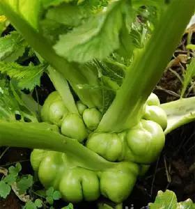 藠头,洋姜,宝塔菜.菜场的那些小咸菜都是啥?