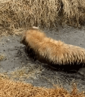 280_320gif 动态图 动图