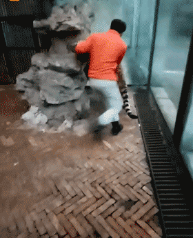 贵阳野生动物园饲养员直播"虐虎"